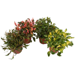 Альтернатера