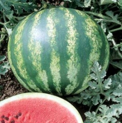 Кримсон Вондер семена арбуза (ПОИСК)