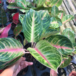 Аглаонема THONG SIAM / EMBER