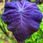 Колоказия DRAGON TARO