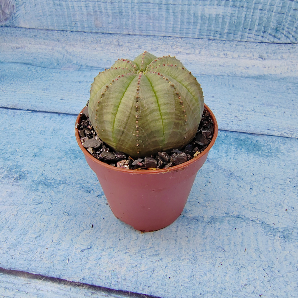 Euphoria Obesa (Эуфорбия)
