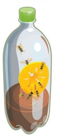 Ловушка для ос, шершней, мух