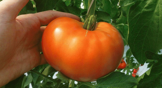 МАРТЭЗ F1 семена томата Seminis купить – фото 9