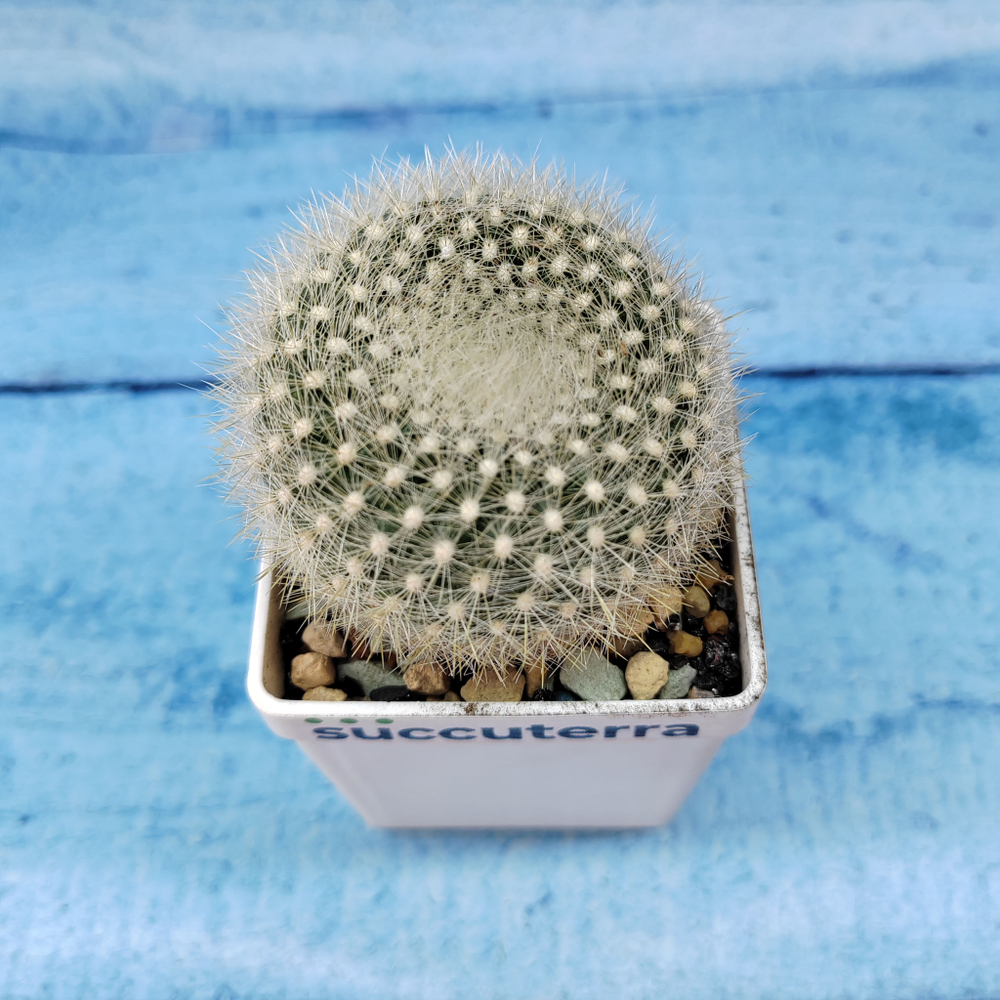 Notocactus Haselbergii (Нотокактус)