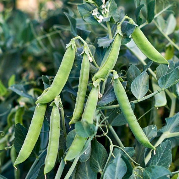 ОЛИНДА семена гороха (Syngenta | Alexagro)