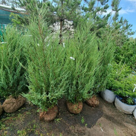 Можжевельник скальный Блю Эрроу (ком) 160-180