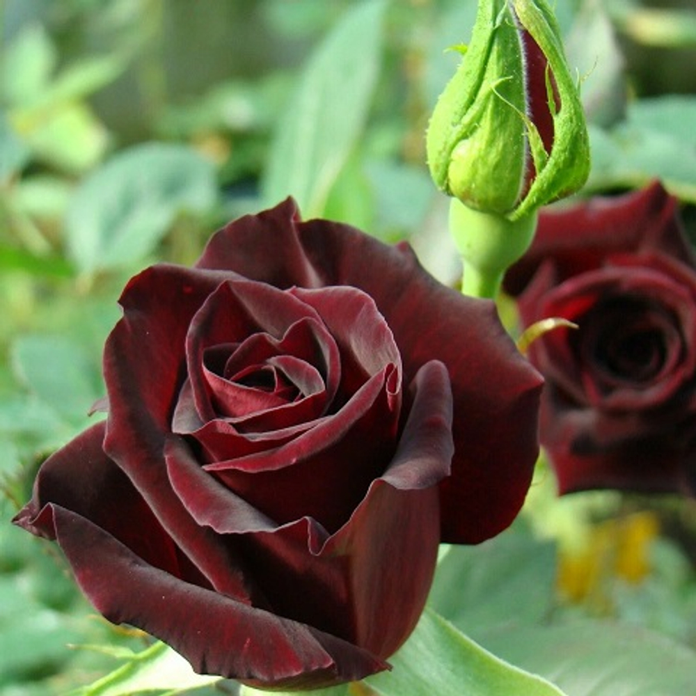 Роза чайно-гибридная Black Baccara