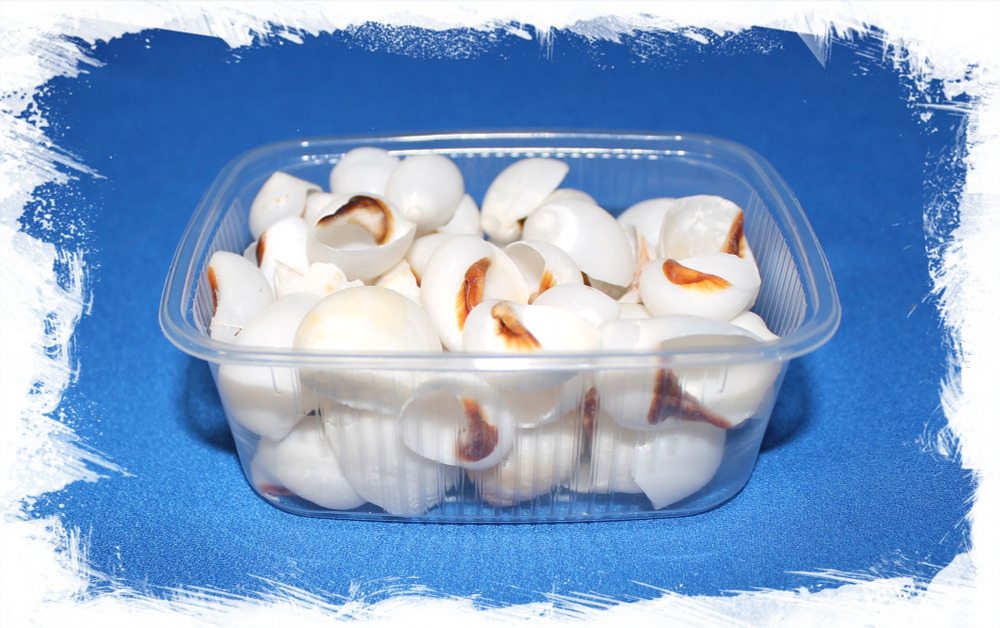 Лунная Белая ракушка с оранжевой полосой