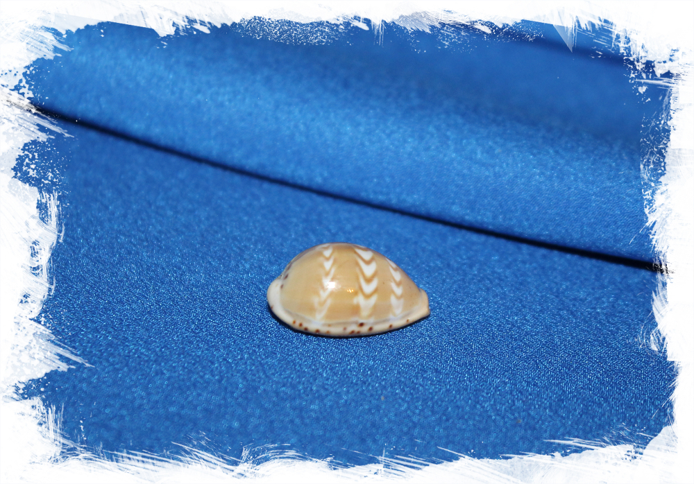 Ракушка Palmadusta zicazac коллекционная