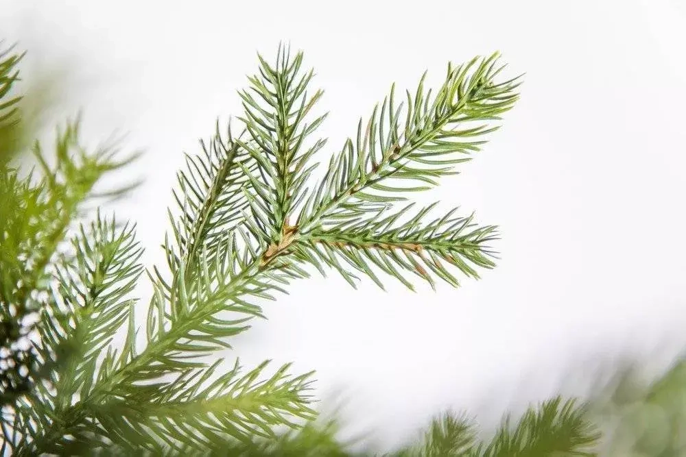 Ель Датская 260 см., литая хвоя+пвх, Black Box (74119)