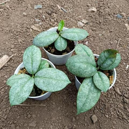 Хойя MITRATA SILVER