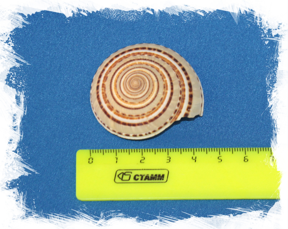 Архитектоника, 4-5см, 1шт