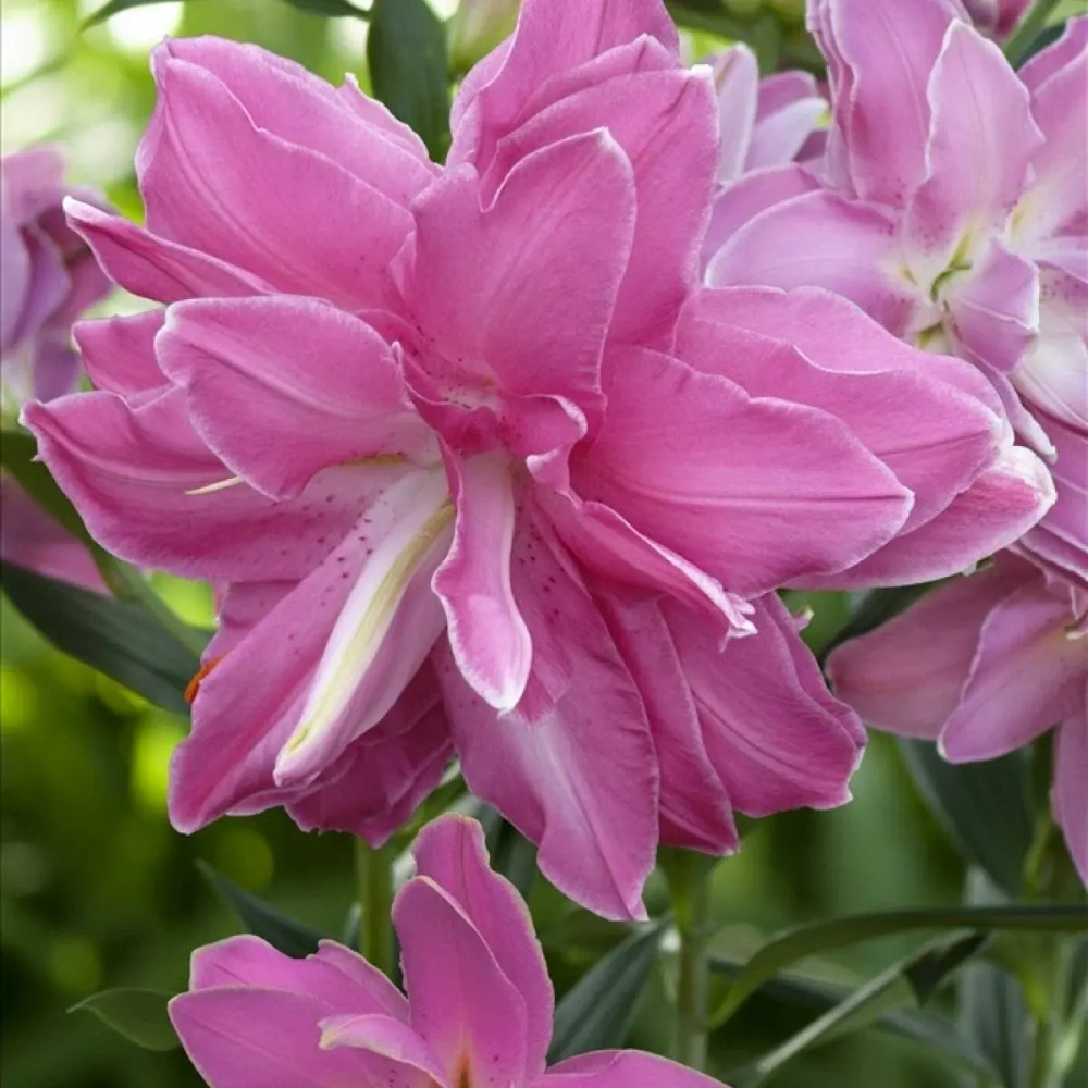 Лилия Lotus Joy (Лотосовый гибрид)