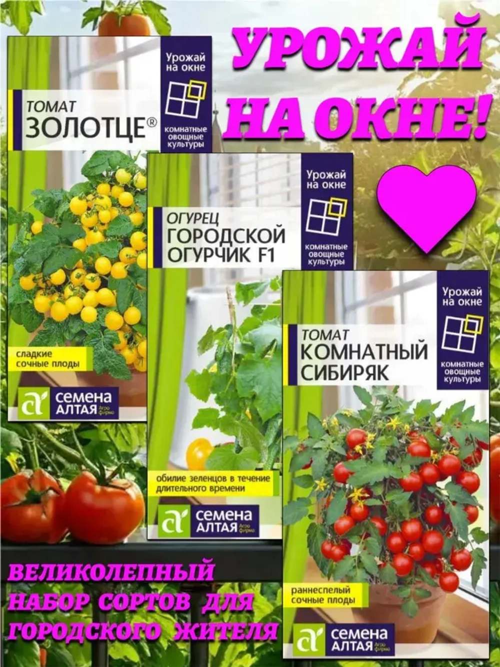 Урожай на окне от Семена Алтая: огурец Городской огурчик + томаты Золотце и Комнатный сибиряк