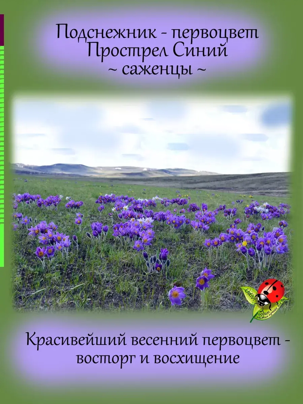 Подснежник Прострел Синий первоцвет