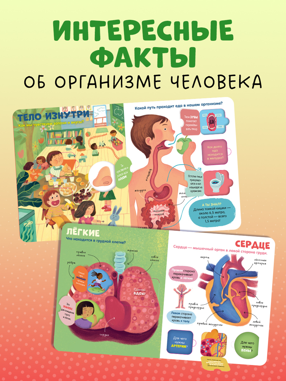Книжка с окошками. Тело человека
