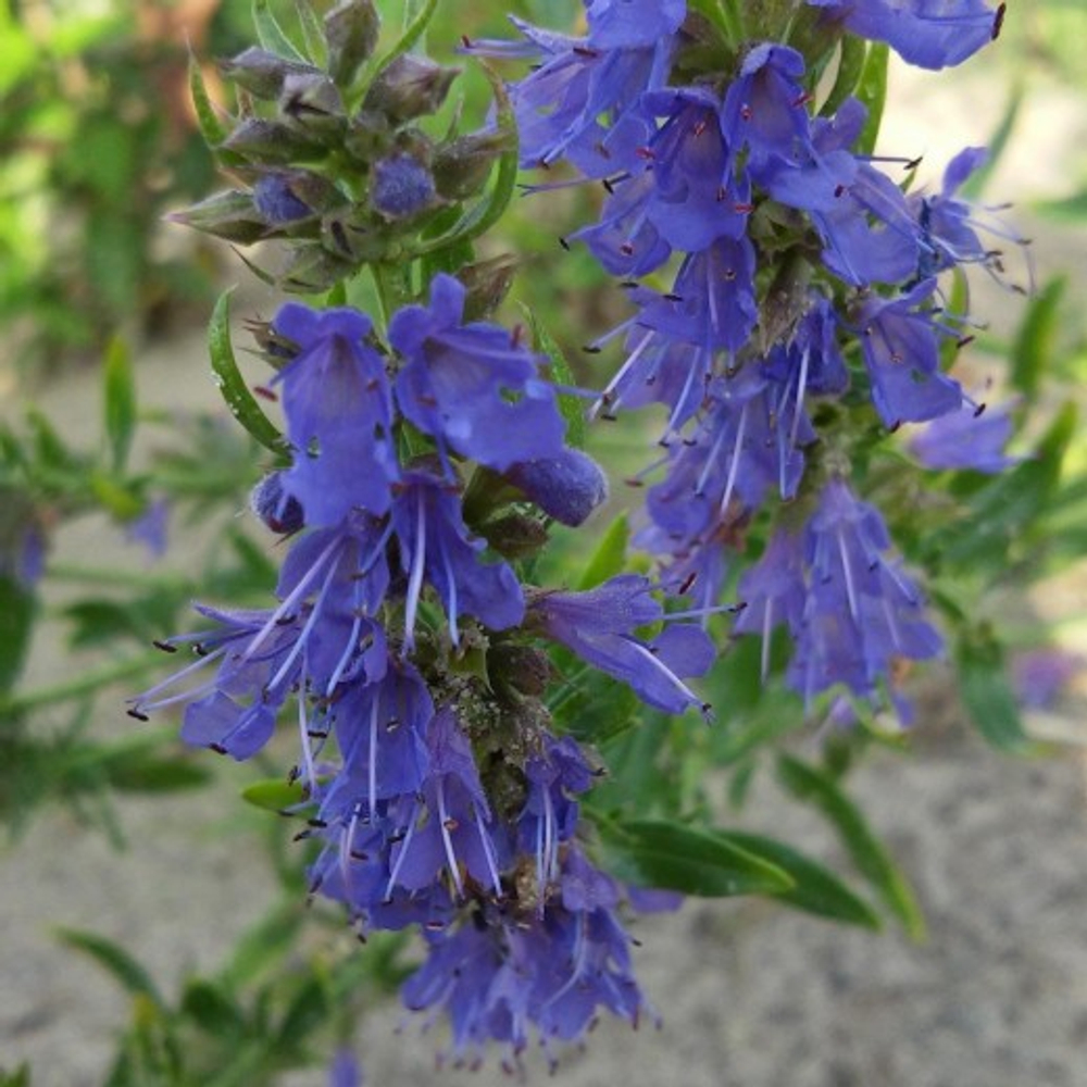 Иссоп лекарственный С2