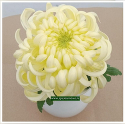 Хризантема одноголовая Viena cream 🌼 о.78 (отгрузка август - сентябрь 2025г)