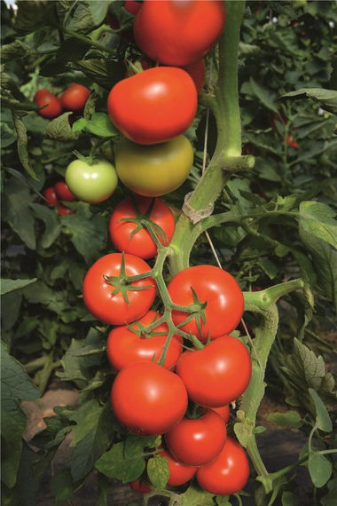 ТОЙВО F1 семена томата Bejo цена – фото 2