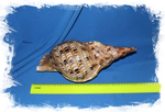 Харония Тритонис (Charonia tritonis), 32-34см, 1шт