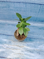 Ficus Microcarpa (Фикус Микрокарпа)