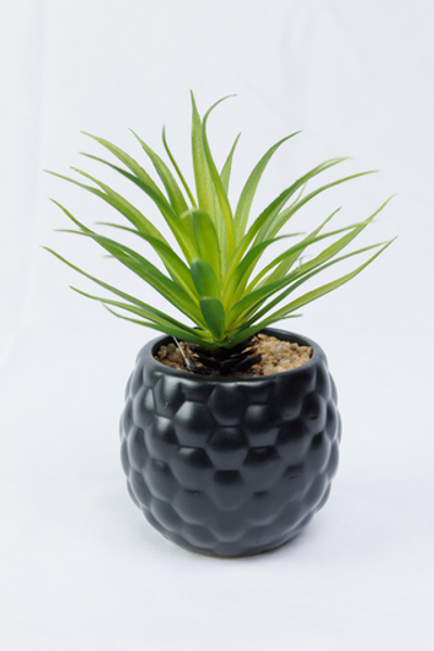 BL Суккулент в черном горшочке 17 см