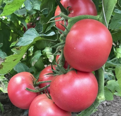 Пинк Мун F1 семена томата индетерминантного (Sakata / Саката)