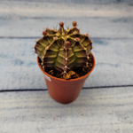Gymnocalycium Friedrichii (Гимнокалициум)
