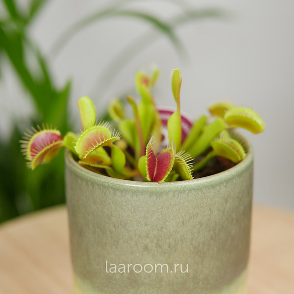 Дионея Мусципула 9/15 Мухоловка