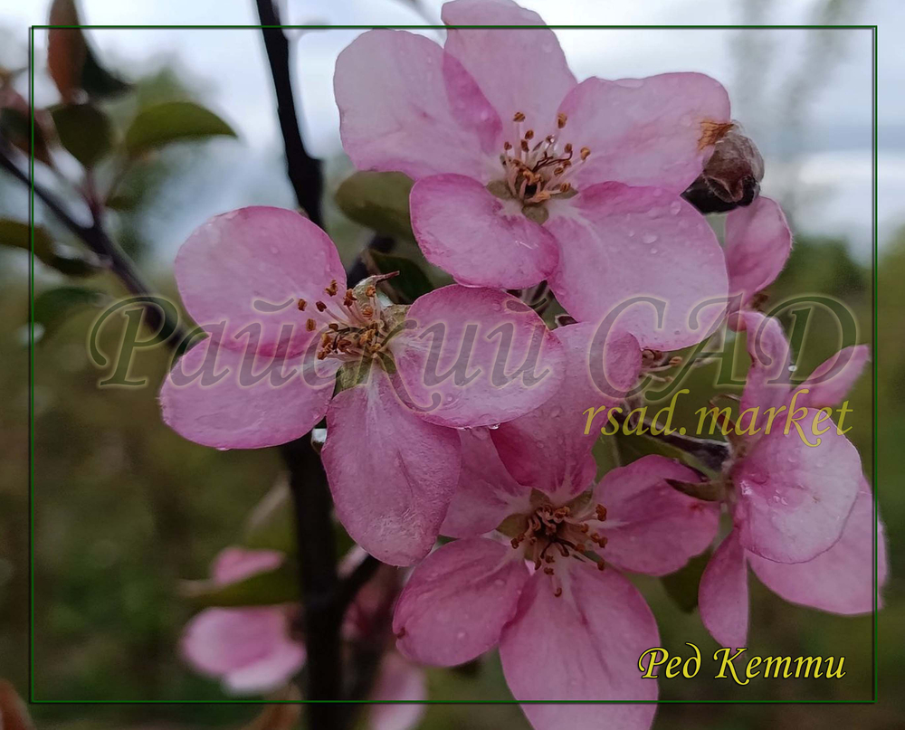 Яблоня Ред Кетти ( red Ketti)