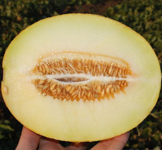 Карамель F1 семена дыни (Clause / Клос) – фото 2