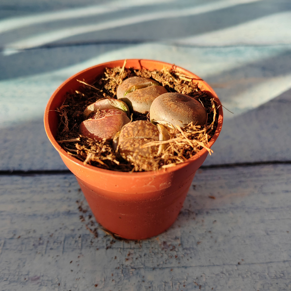 Lithops sp. (Литопсы)