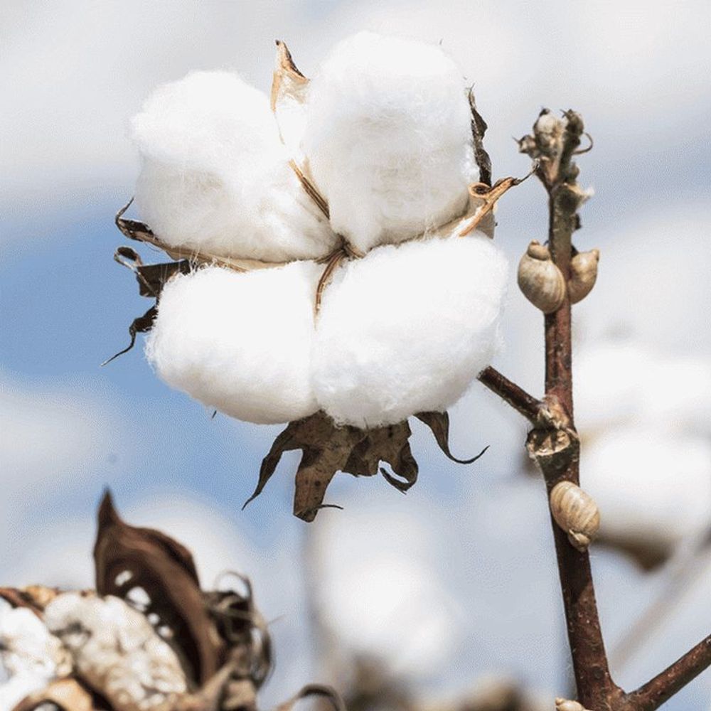 Хлопок и ирис (Cotton and Iris)