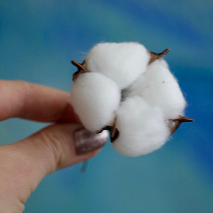 Коробочка хлопка 3-5 см (1 шт)