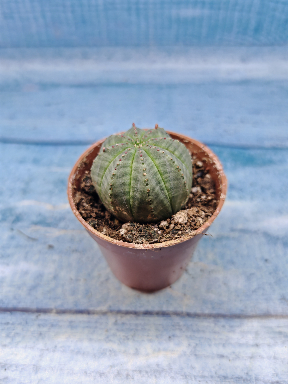 Euphoria Obesa (Эуфорбия)