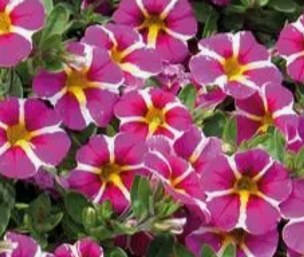 ЕВРО Калибрахоа Mini Famous Rave Pink укорененный черенок ОКС