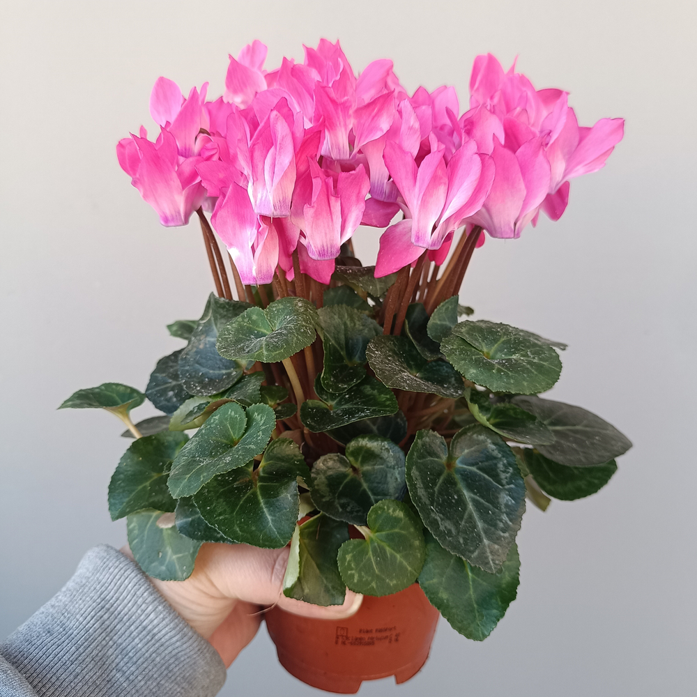 Цикламен Компакт микс