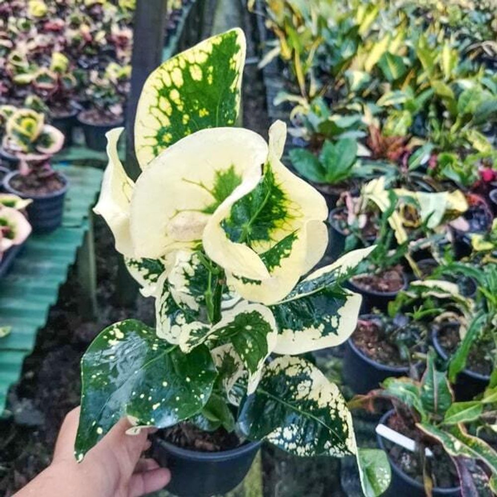 Кротон SAKAEW