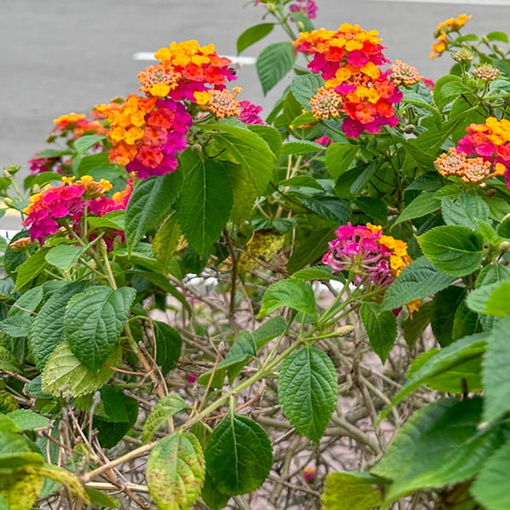 Лантана камара – Lantana camara