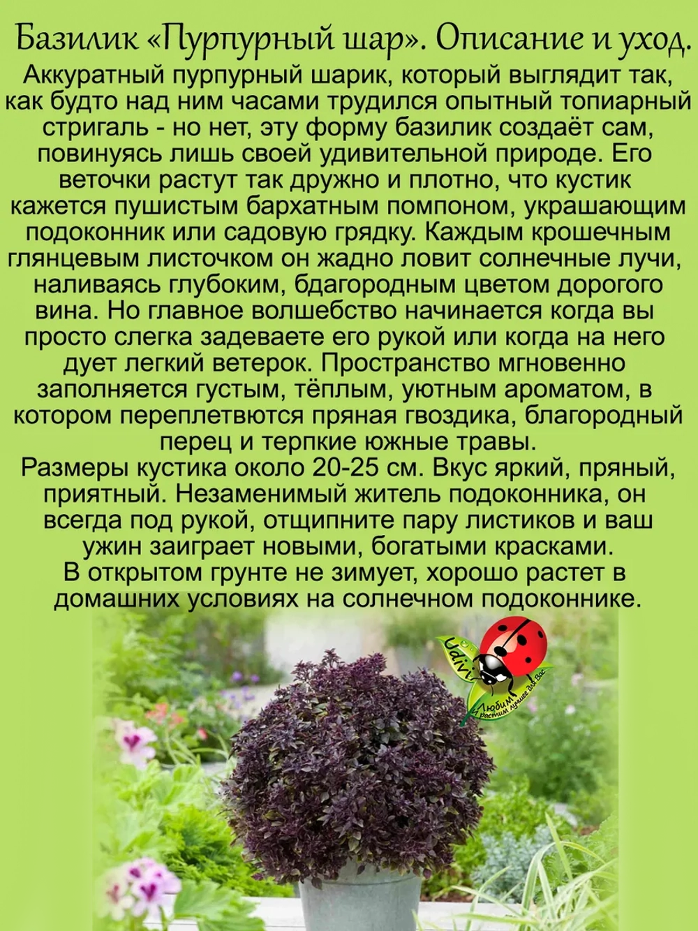 Базилик Пурпурный шар