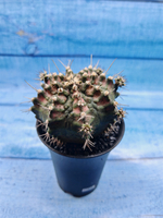 Gymnocalycium T-Rex Pink hybride (Гимнокалициум T-rex)