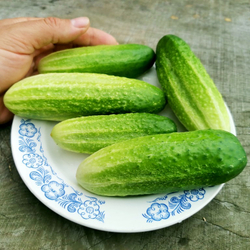 Огурцы Старые Немецкие