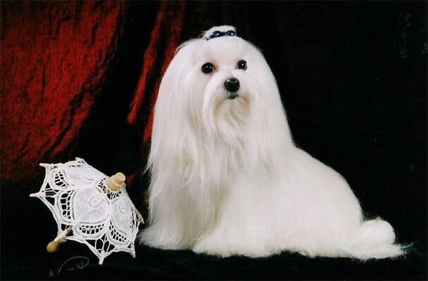 Мальтезе (мальтийский бишон) Мальтезе (мальтийский бишон)