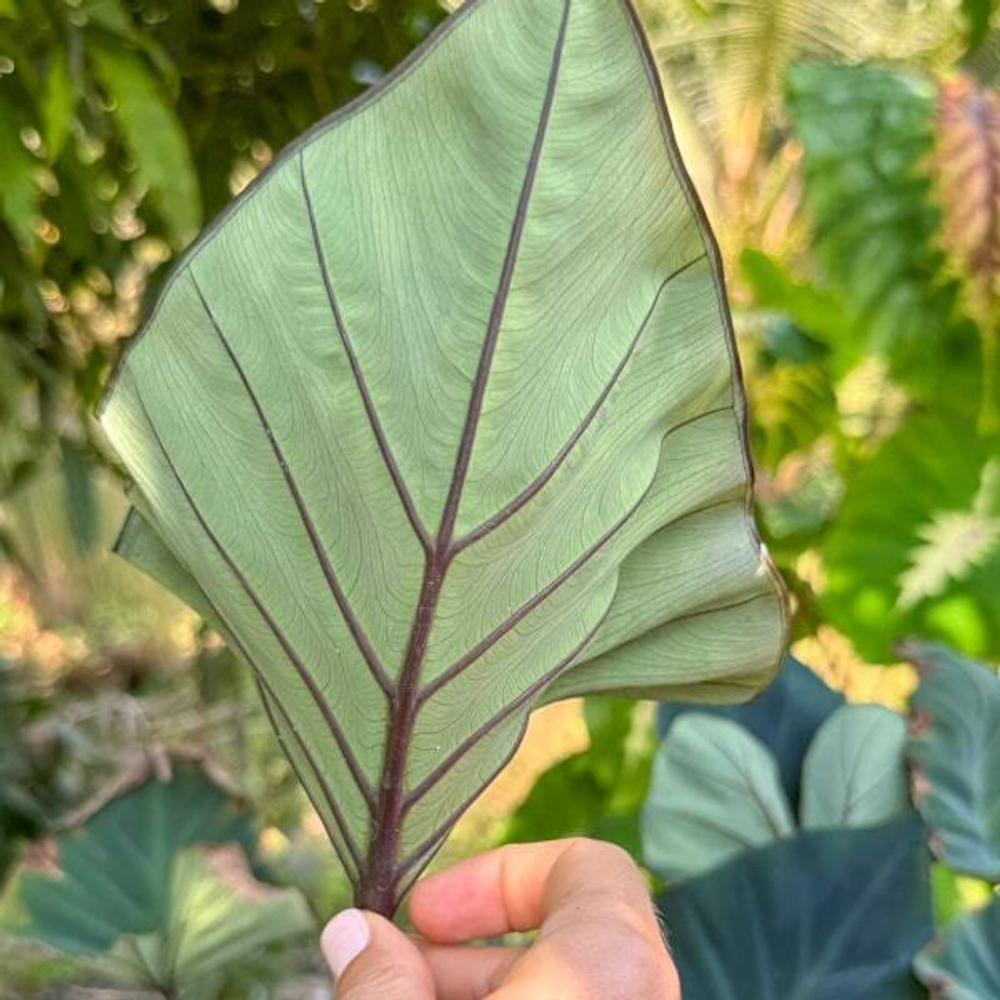 Колоказия KOPIKA