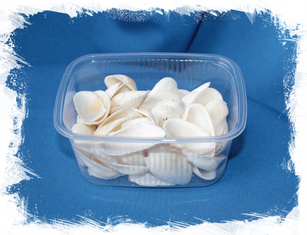 Ракушки Модиолула