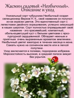 Жасмин садовый Необычный чубушник
