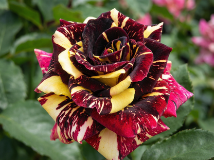 Роза «Фокус Покус» (Hocus Pocus) чайно-гибридная