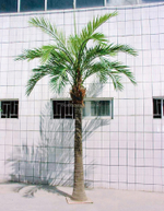 Финиковая пальма Гигантская