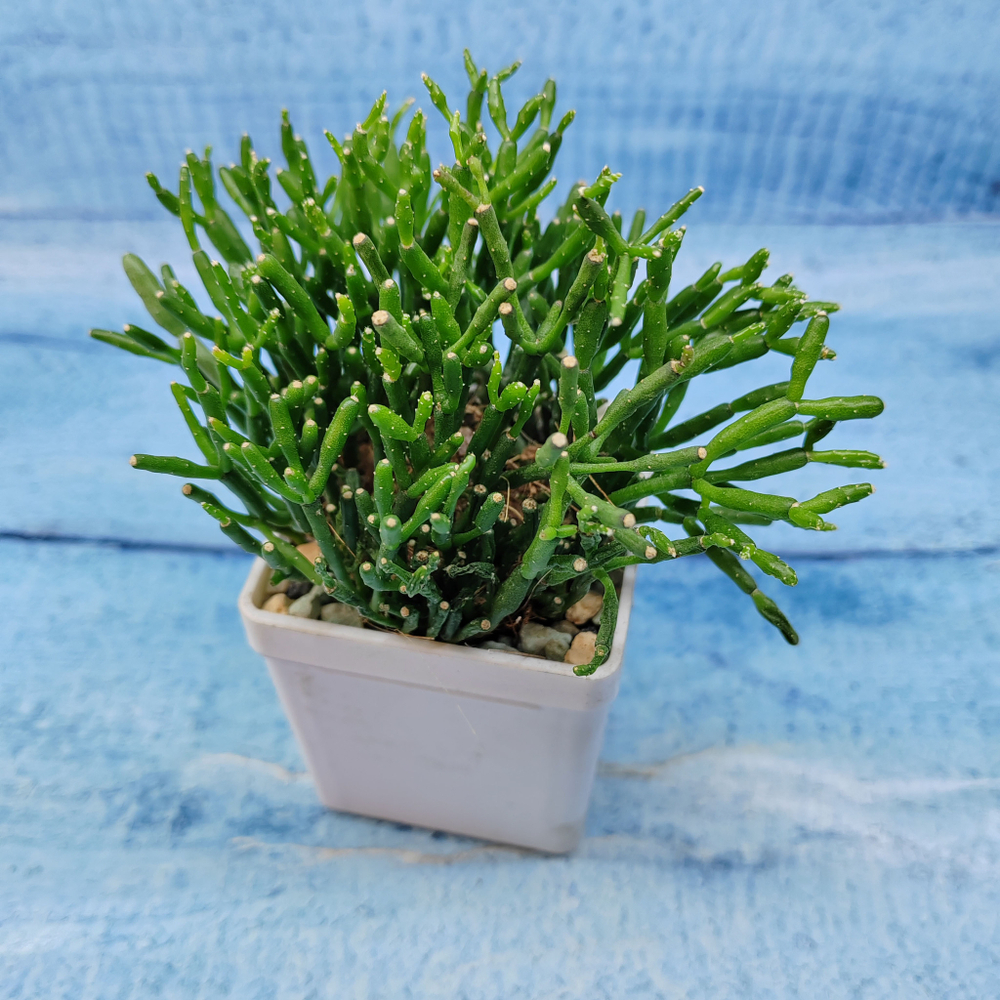 Rhipsalis Cereuscula (Рипсалис)