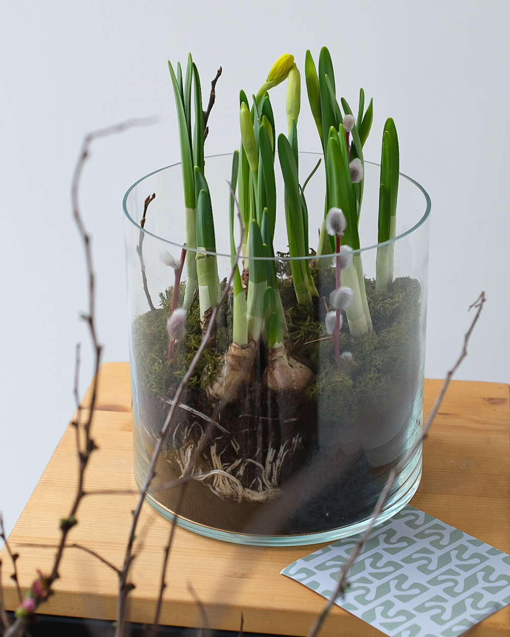 Нарциссы в луковицах в стеклянной вазе